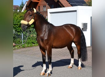 Silesiano, Caballo castrado, 3 años, 158 cm, Castaño