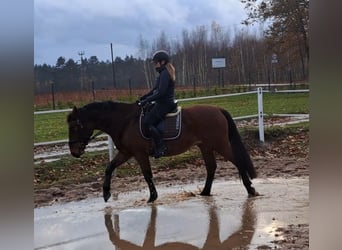 Silesiano Mestizo, Caballo castrado, 3 años, 158 cm, Castaño