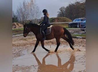 Silesiano Mestizo, Caballo castrado, 3 años, 158 cm, Castaño