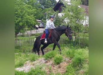 Silesiano, Caballo castrado, 3 años, 162 cm, Negro