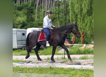 Silesiano, Caballo castrado, 3 años, 162 cm, Negro