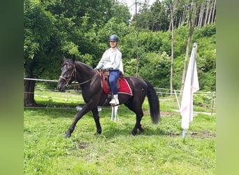 Silesiano, Caballo castrado, 3 años, 162 cm, Negro