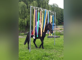 Silesiano, Caballo castrado, 3 años, 162 cm, Negro