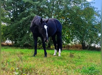 Silesiano, Caballo castrado, 3 años, 166 cm, Negro