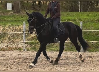 Silesiano, Caballo castrado, 3 años, 169 cm, Castaño oscuro