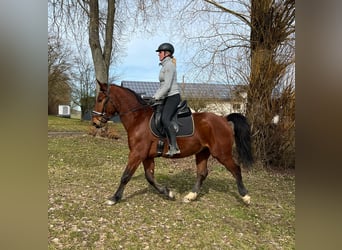 Silesiano, Caballo castrado, 4 años, 152 cm, Castaño