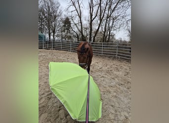 Silesiano, Caballo castrado, 4 años, 152 cm, Castaño