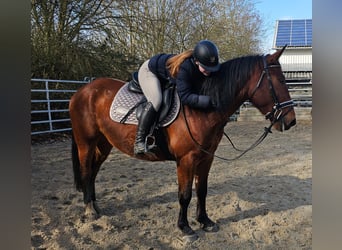 Silesiano, Caballo castrado, 4 años, 152 cm, Castaño