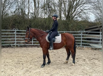 Silesiano, Caballo castrado, 4 años, 152 cm, Castaño