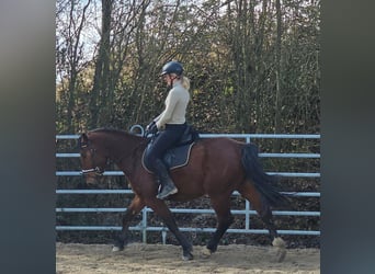 Silesiano, Caballo castrado, 4 años, 152 cm, Castaño