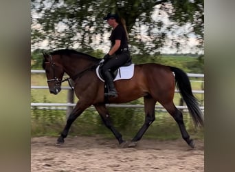 Silesiano, Caballo castrado, 4 años, 164 cm, Castaño oscuro