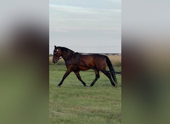 Silesiano, Caballo castrado, 4 años, 164 cm, Castaño oscuro