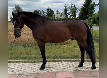 Silesiano, Caballo castrado, 4 años, 164 cm, Castaño oscuro