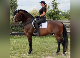 Silesiano, Caballo castrado, 4 años, 164 cm, Castaño oscuro