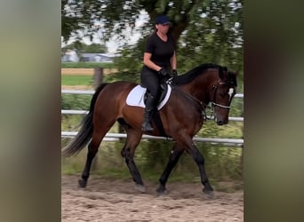 Silesiano, Caballo castrado, 4 años, 164 cm, Castaño oscuro