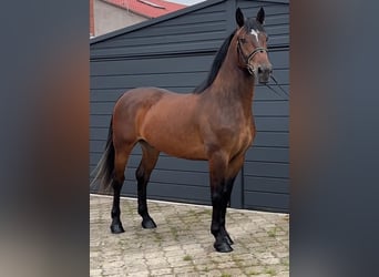 Silesiano, Caballo castrado, 4 años, 164 cm, Castaño oscuro