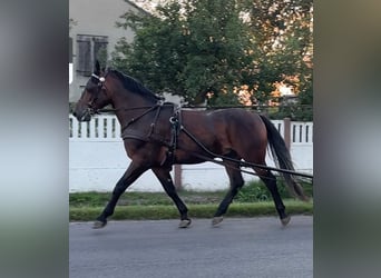 Silesiano, Caballo castrado, 4 años, 164 cm, Castaño oscuro