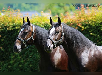 Silesiano, Caballo castrado, 4 años, 166 cm, Negro