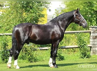 Silesiano, Caballo castrado, 4 años, 166 cm, Negro