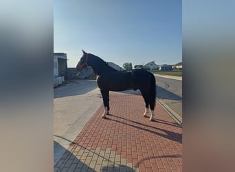 Silesiano, Caballo castrado, 4 años, 166 cm, Negro