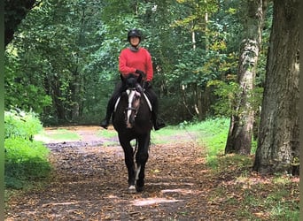 Silesiano, Caballo castrado, 4 años, 166 cm, Negro