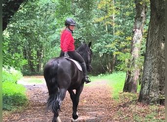 Silesiano, Caballo castrado, 4 años, 166 cm, Negro