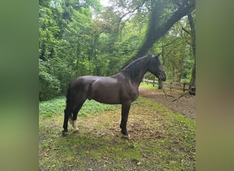 Silesiano, Caballo castrado, 4 años, 166 cm, Negro