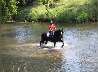 Silesiano, Caballo castrado, 4 años, 166 cm, Negro