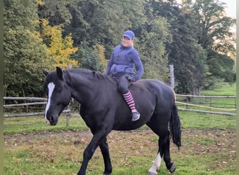 Silesiano, Caballo castrado, 4 años, 166 cm, Negro