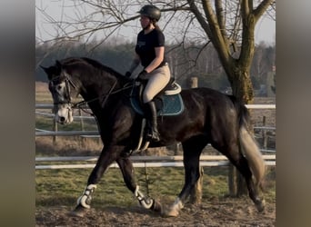 Silesiano, Caballo castrado, 4 años, 168 cm, Tordillo negro