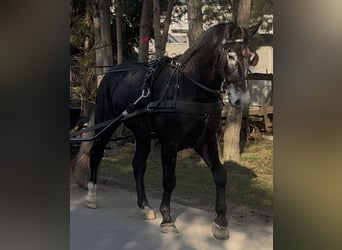 Silesiano, Caballo castrado, 4 años, 168 cm, Tordillo negro