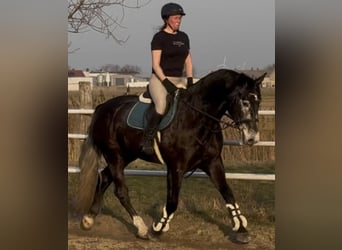 Silesiano, Caballo castrado, 4 años, 168 cm, Tordillo negro