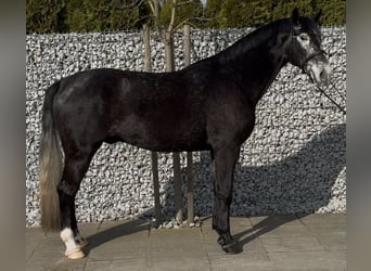 Silesiano, Caballo castrado, 4 años, 168 cm, Tordillo negro