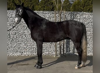 Silesiano, Caballo castrado, 4 años, 168 cm, Tordillo negro