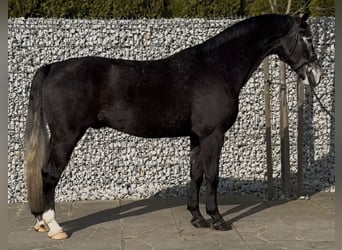 Silesiano, Caballo castrado, 4 años, 168 cm, Tordillo negro