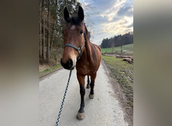Silesiano, Caballo castrado, 4 años, 170 cm, Castaño
