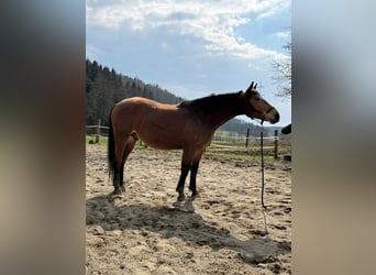 Silesiano, Caballo castrado, 4 años, 170 cm, Castaño