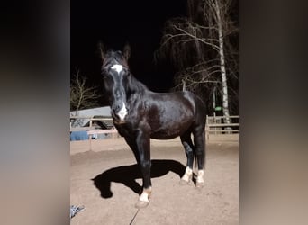 Silesiano, Caballo castrado, 4 años, 170 cm, Negro