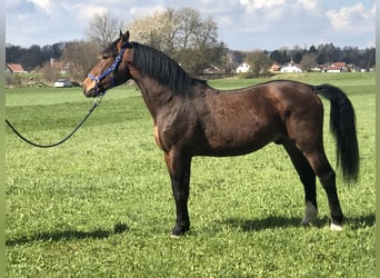 Silesiano, Caballo castrado, 5 años, 160 cm, Castaño
