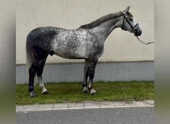 Silesiano, Caballo castrado, 5 años, 165 cm, Tordo rodado