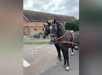 Silesiano, Caballo castrado, 5 años, 167 cm, Tordo