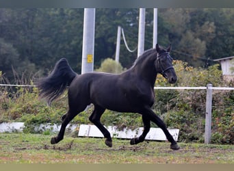 Silesiano, Caballo castrado, 5 años, 168 cm, Negro