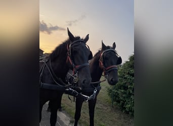 Silesiano, Caballo castrado, 5 años, 168 cm, Negro