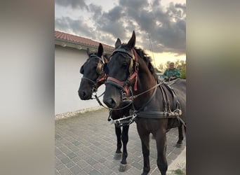 Silesiano, Caballo castrado, 5 años, 168 cm, Negro