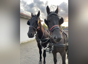 Silesiano, Caballo castrado, 5 años, 168 cm, Negro