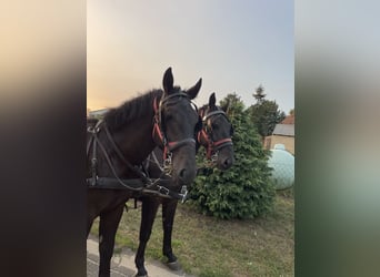 Silesiano, Caballo castrado, 5 años, 168 cm, Negro