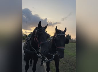 Silesiano, Caballo castrado, 5 años, 168 cm, Negro