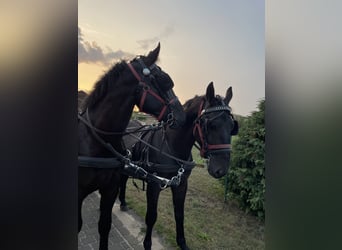 Silesiano, Caballo castrado, 5 años, 168 cm, Negro