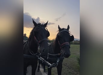 Silesiano, Caballo castrado, 5 años, 168 cm, Negro