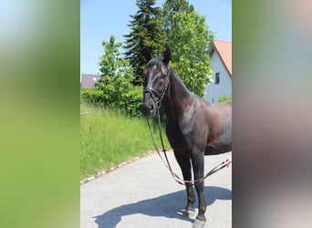 Silesiano, Caballo castrado, 6 años, 165 cm, Negro